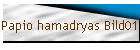 Papio hamadryas Bild01