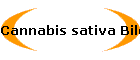 Cannabis sativa Bild01
