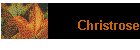Christrose
