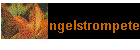 Engelstrompete
