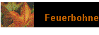 Feuerbohne