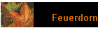 Feuerdorn