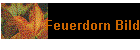 Feuerdorn Bild