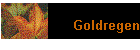 Goldregen