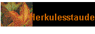 Herkulesstaude