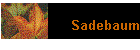 Sadebaum