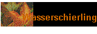 Wasserschierling