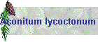 Aconitum lycoctonum Bild01