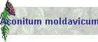 Aconitum moldavicum Bild01