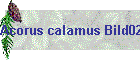 Acorus calamus Bild02