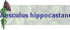 Aesculus hippocastanum Bild01