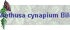 Aethusa cynapium Bild01