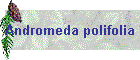 Andromeda polifolia