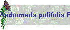 Andromeda polifolia Bild01