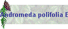 Andromeda polifolia Bild03