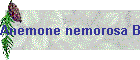 Anemone nemorosa Bild02