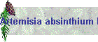 Artemisia absinthium Bild01