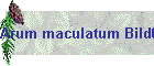 Arum maculatum Bild02