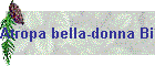 Atropa bella-donna Bild02