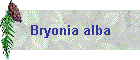 Bryonia alba