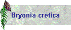 Bryonia cretica