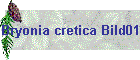 Bryonia cretica Bild01