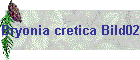 Bryonia cretica Bild02