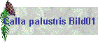 Calla palustris Bild01