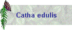 Catha edulis