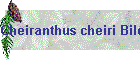 Cheiranthus cheiri Bild01