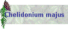 Chelidonium majus