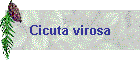 Cicuta virosa