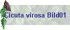 Cicuta virosa Bild01