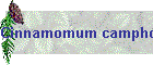 Cinnamomum camphora Bild02