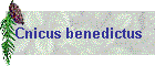 Cnicus benedictus