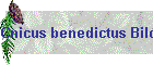 Cnicus benedictus Bild01