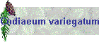 Codiaeum variegatum Bild02