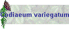 Codiaeum variegatum Bild05