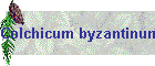 Colchicum byzantinum Bild01