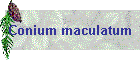 Conium maculatum