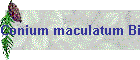 Conium maculatum Bild01
