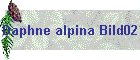 Daphne alpina Bild02