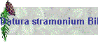 Datura stramonium Bild02
