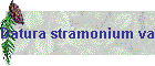 Datura stramonium var godronii Bild02