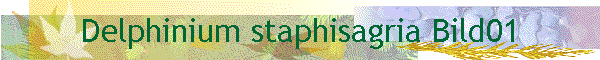 Delphinium staphisagria Bild01