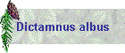 Dictamnus albus