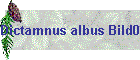 Dictamnus albus Bild01