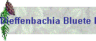 Dieffenbachia Bluete Bild01