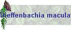 Dieffenbachia maculata Bild01
