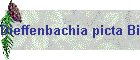 Dieffenbachia picta Bild01